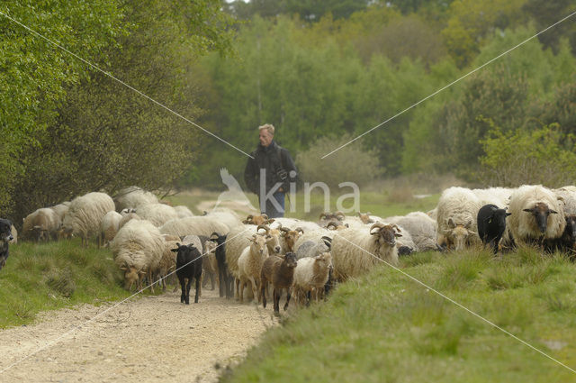 sheep (Ovis domesticus)