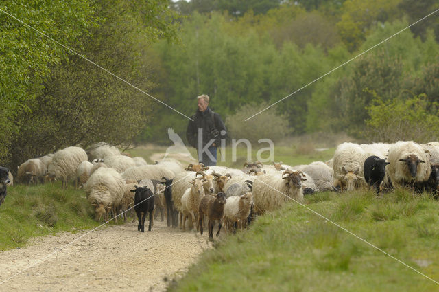 Drents heideschaap (Ovis domesticus)