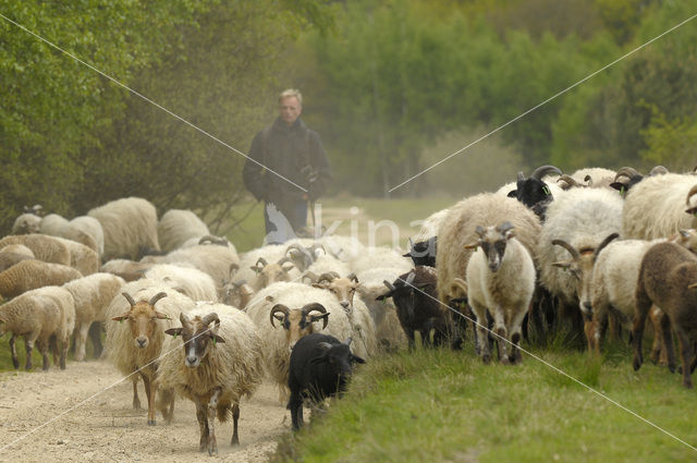 sheep (Ovis domesticus)