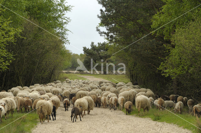 Drents heideschaap (Ovis domesticus)