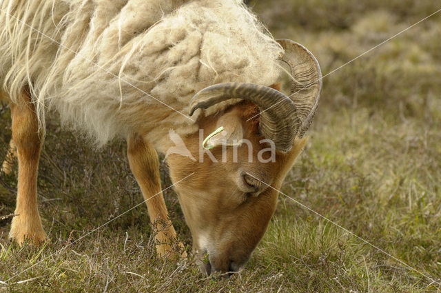 Drents heideschaap (Ovis domesticus)