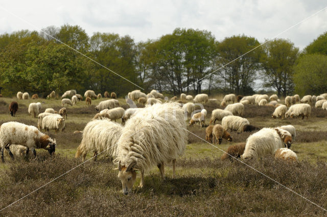 Drents heideschaap (Ovis domesticus)