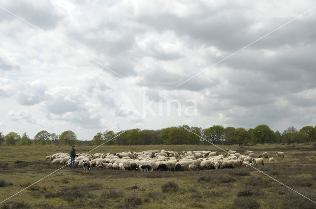 Drents heideschaap (Ovis domesticus)