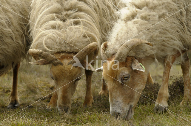 sheep (Ovis domesticus)