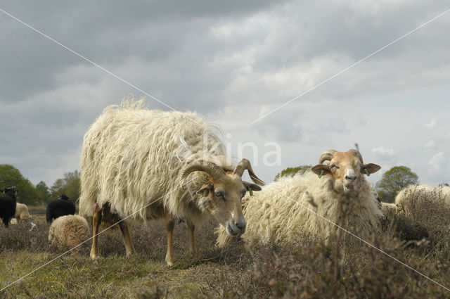 Drents heideschaap (Ovis domesticus)