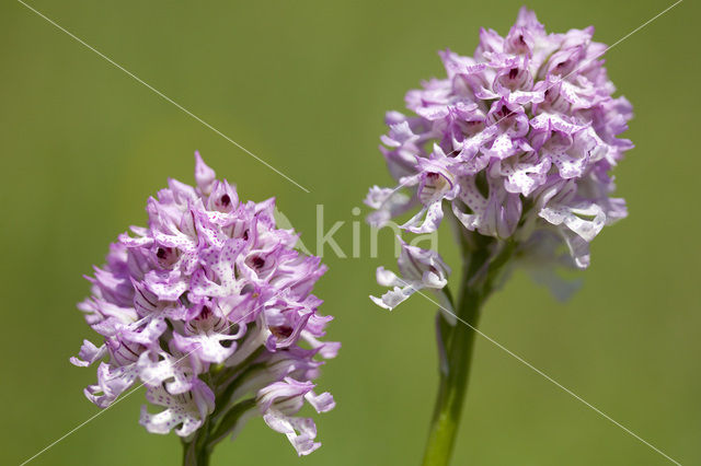 Drietandorchis (Neotinea tridentata)