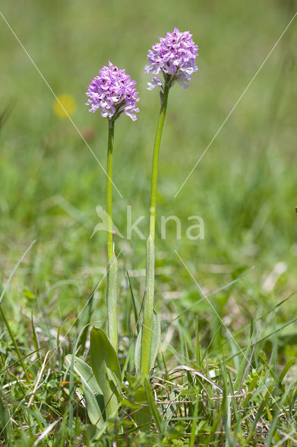 Drietandorchis (Neotinea tridentata)