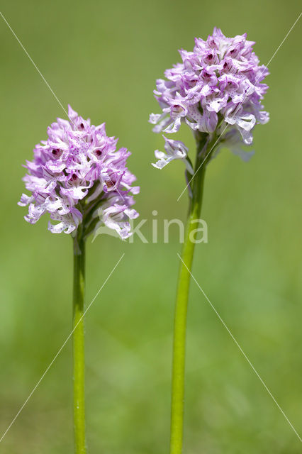 Drietandorchis (Neotinea tridentata)