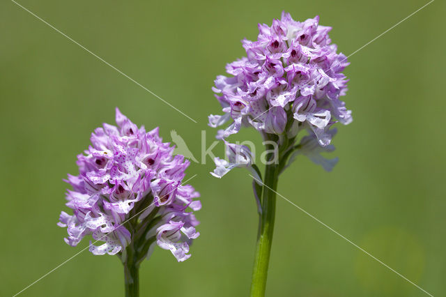 three-toothed orchid (Neotinea tridentata)