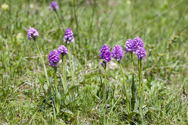 Drietandorchis (Neotinea tridentata)