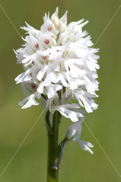 three-toothed orchid (Neotinea tridentata)