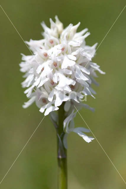 three-toothed orchid (Neotinea tridentata)