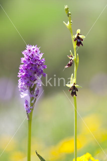 Drietandorchis (Neotinea tridentata)