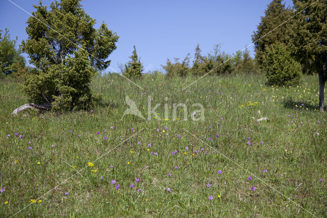 three-toothed orchid (Neotinea tridentata)