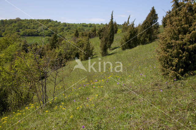 three-toothed orchid (Neotinea tridentata)