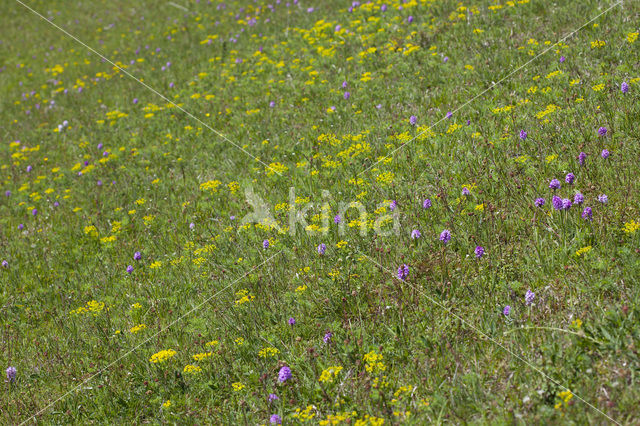 three-toothed orchid (Neotinea tridentata)