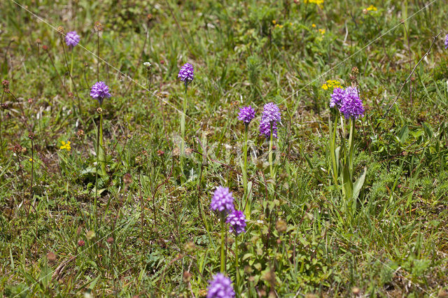 Drietandorchis (Neotinea tridentata)