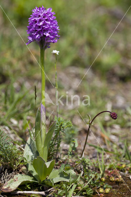 Drietandorchis (Neotinea tridentata)