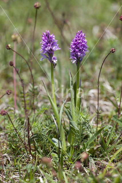 Drietandorchis (Neotinea tridentata)