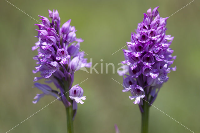 Drietandorchis (Neotinea tridentata)