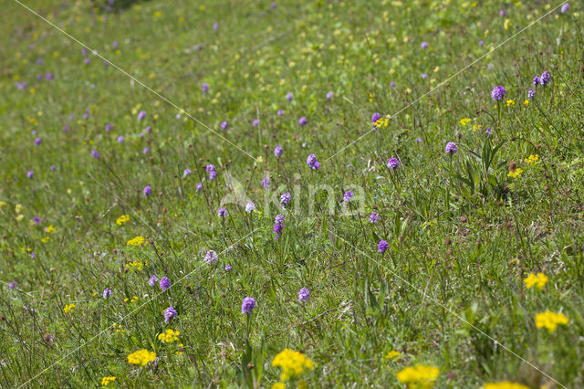 Drietandorchis (Neotinea tridentata)