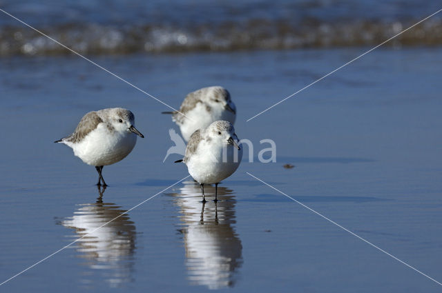 Drieteenstrandloper (Calidris alba)