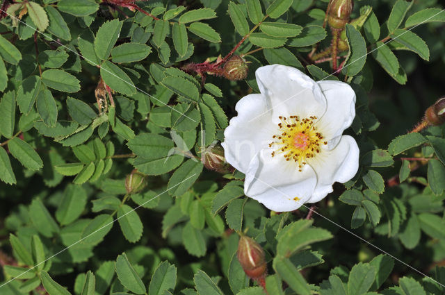 Duinroosje (Rosa pimpinellifolia)