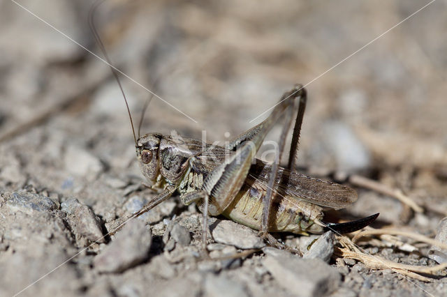 Duinsabelsprinkhaan (Platycleis albopunctata)