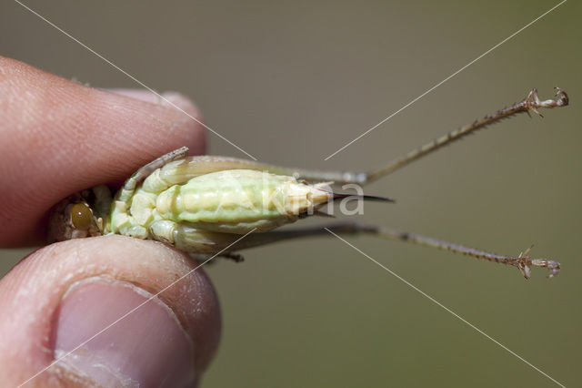 Duinsabelsprinkhaan (Platycleis albopunctata)