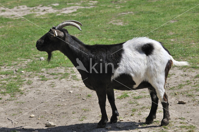 dwarf Goat (Capra domesticus)