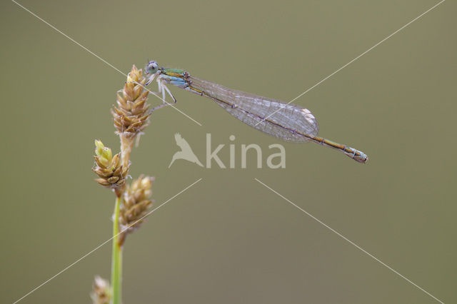 Pygmy Damselfly (Nehalennia speciosa)