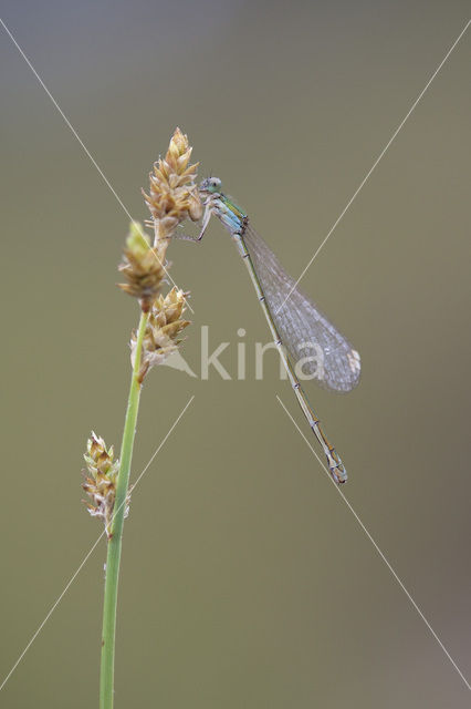 Pygmy Damselfly (Nehalennia speciosa)