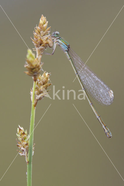 Dwergjuffer (Nehalennia speciosa)