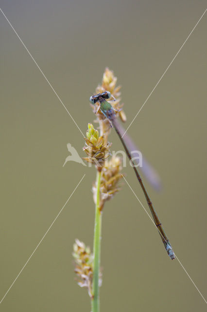 Pygmy Damselfly (Nehalennia speciosa)