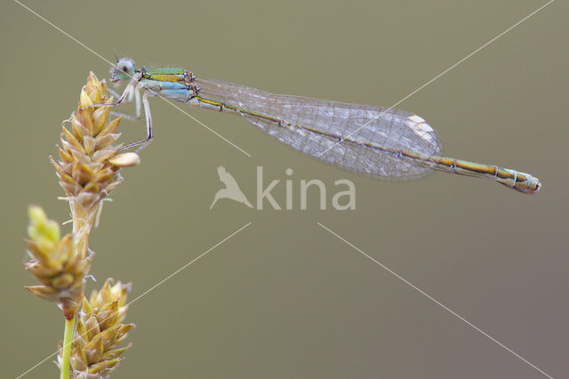 Pygmy Damselfly (Nehalennia speciosa)