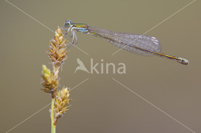 Dwergjuffer (Nehalennia speciosa)