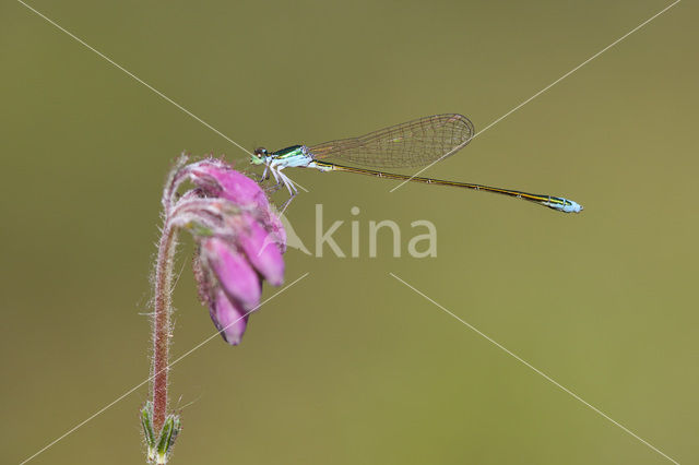 Dwergjuffer (Nehalennia speciosa)