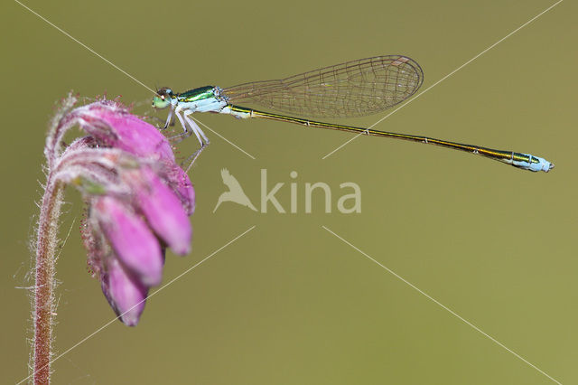 Pygmy Damselfly (Nehalennia speciosa)