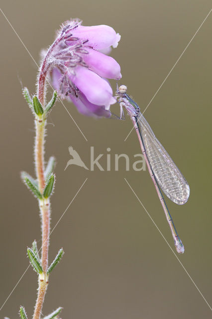 Dwergjuffer (Nehalennia speciosa)