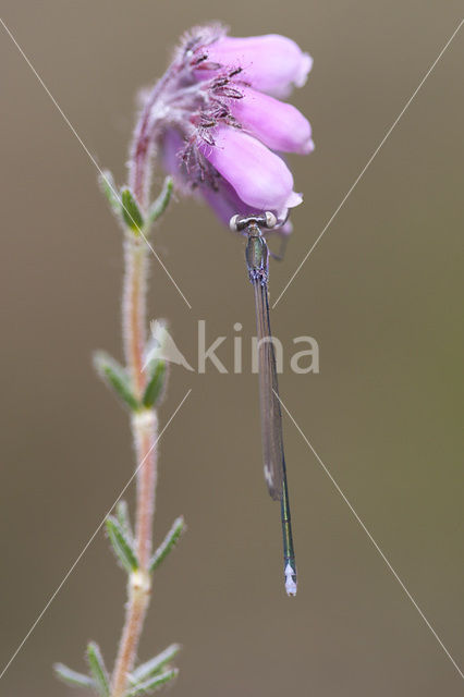 Dwergjuffer (Nehalennia speciosa)