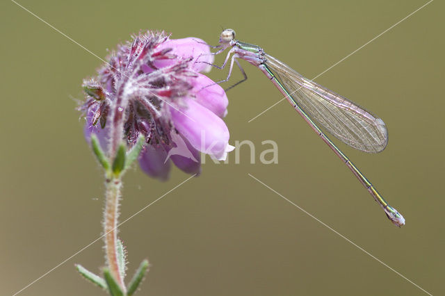 Dwergjuffer (Nehalennia speciosa)