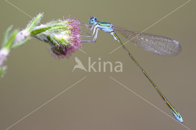 Dwergjuffer (Nehalennia speciosa)