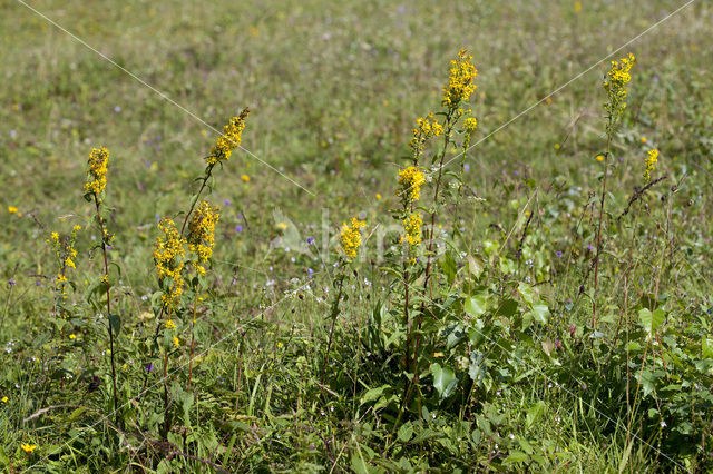 Goldenrod (Solidago virgaurea)