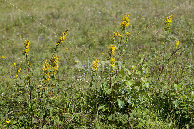 Echte guldenroede (Solidago virgaurea)