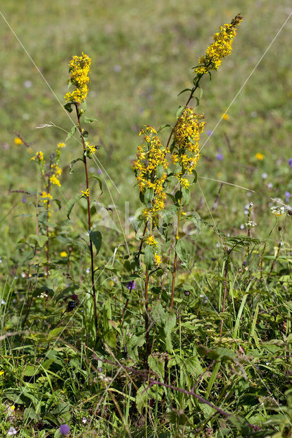 Echte guldenroede (Solidago virgaurea)