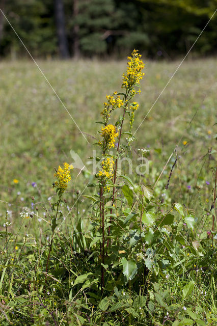 Echte guldenroede (Solidago virgaurea)