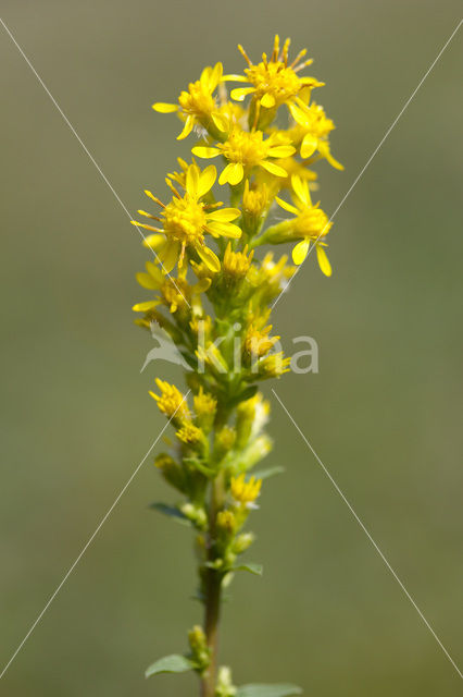 Echte guldenroede (Solidago virgaurea)