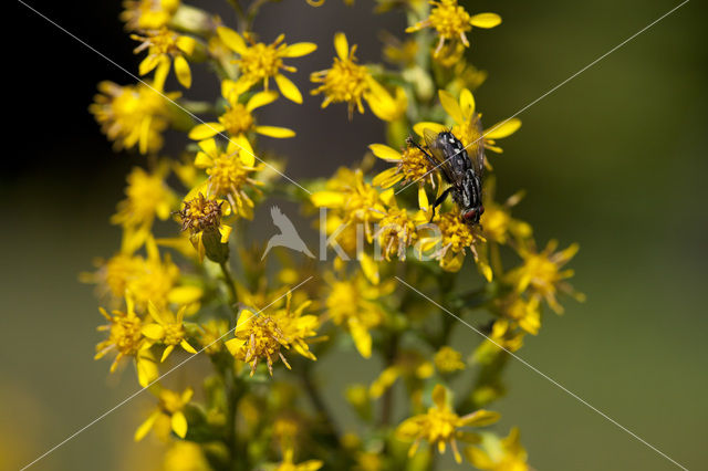 Echte guldenroede (Solidago virgaurea)