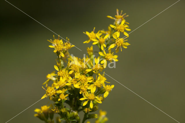 Echte guldenroede (Solidago virgaurea)