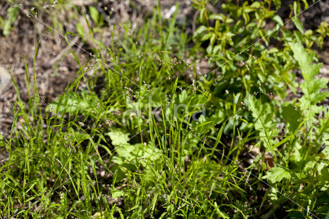 Eenbloemig parelgras (Melica uniflora)